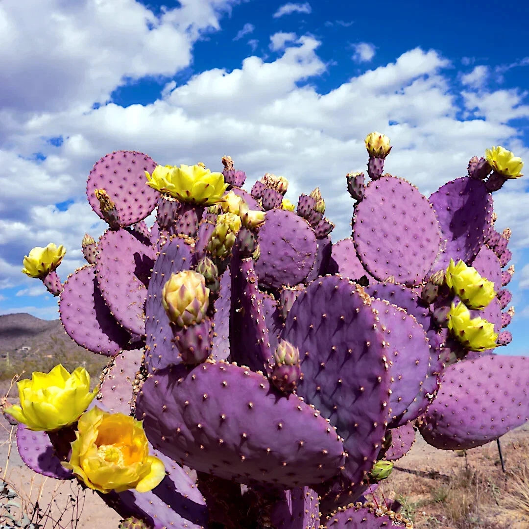 Purple Cactus Seeds (Opuntia Santa Rita) Prickly Pear Fruit Rare Fast Hardy-7