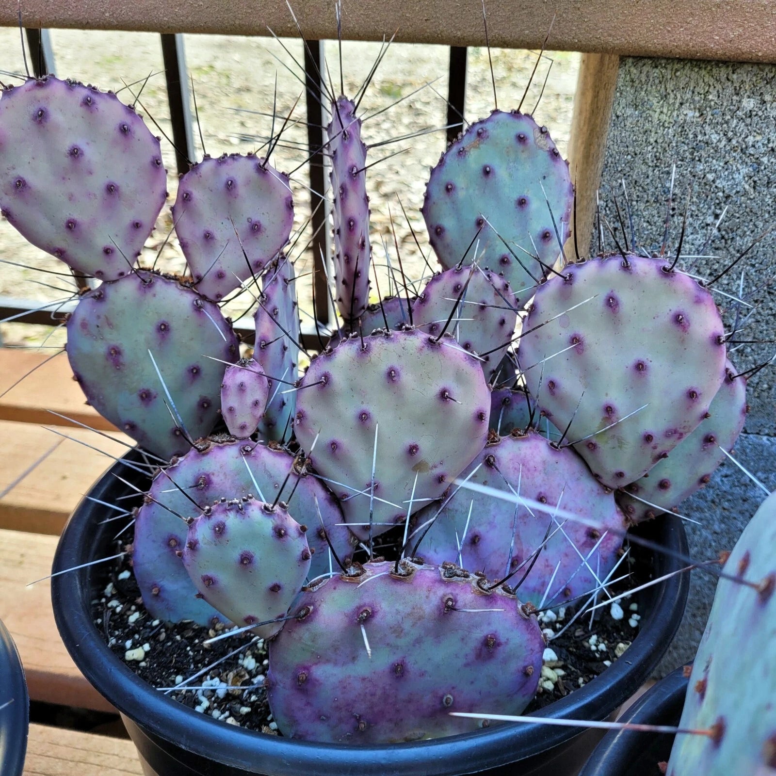 Purple Cactus Seeds (Opuntia Santa Rita) Prickly Pear Fruit Rare Fast Hardy-7
