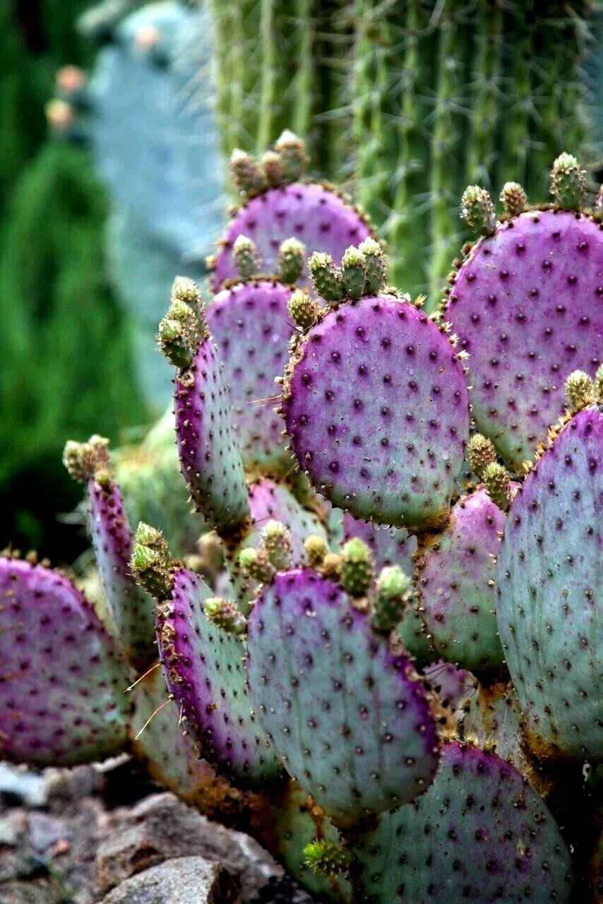 Purple Cactus Seeds (Opuntia Santa Rita) Prickly Pear Fruit Rare Fast Hardy-7
