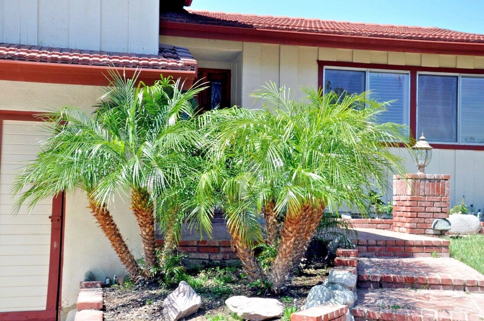 Pygmy Date Palm trees tropical landscape in front of a house with a brick wall and steps.