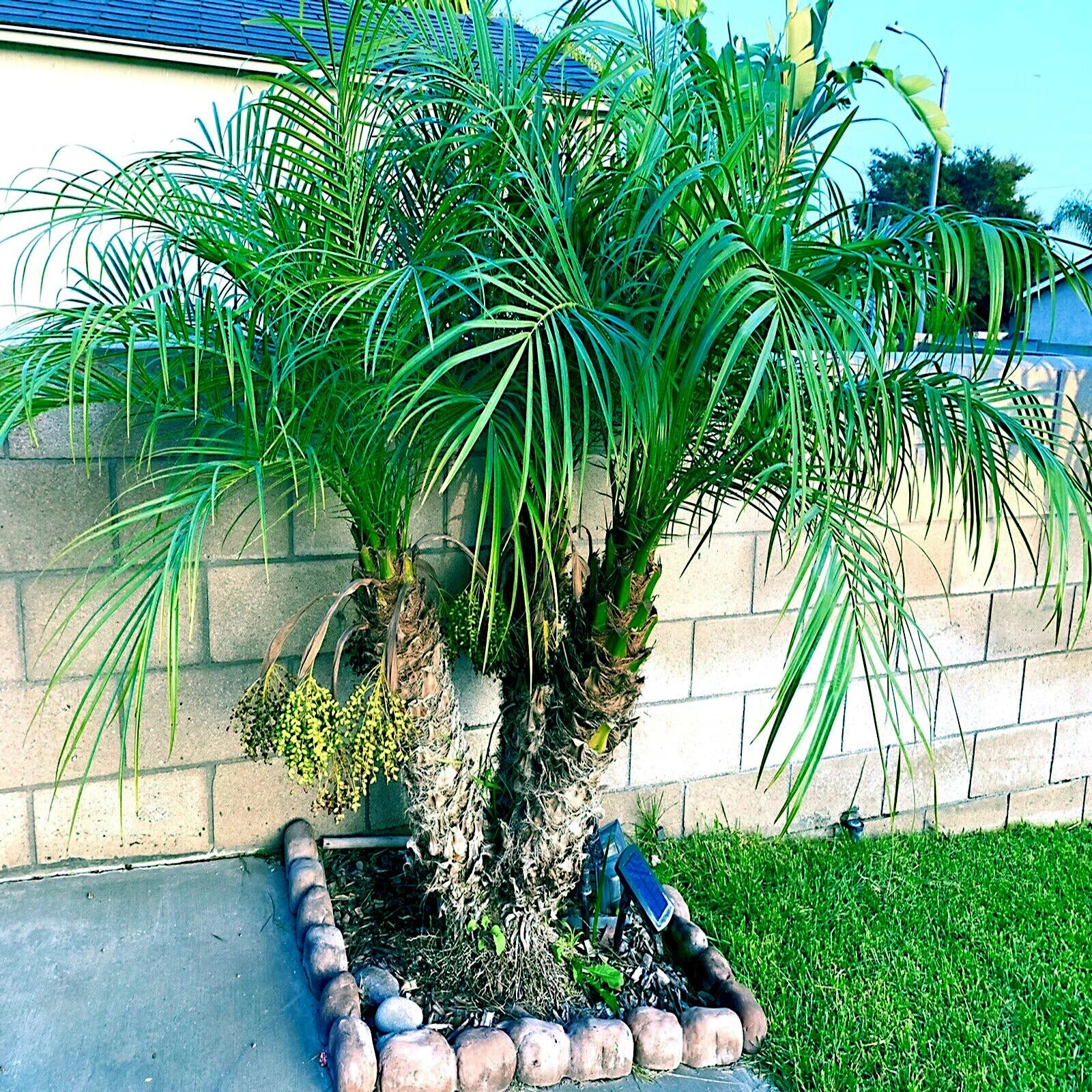 Pygmy Date Palm tree in a garden with a stone wall and grass background