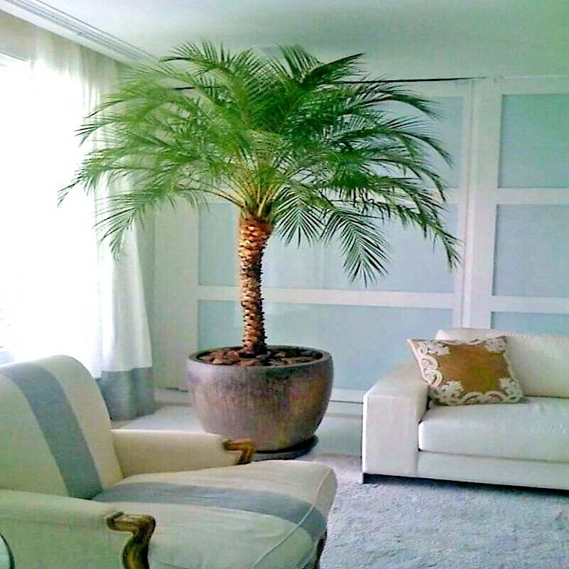 Potted indoor Dwarf Pygmy Date palm tree (Phoenix roebelenii) in a living room with a couch and chair.