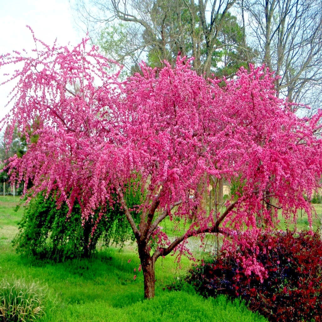 Peach Tree Seeds Dwarf Loring NEMAGUARD (Prunus persica) Fast Hardy Fruit Plant