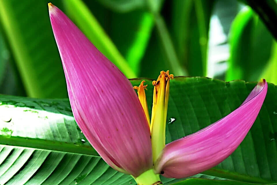 Pink banana flower with green leaves in the background