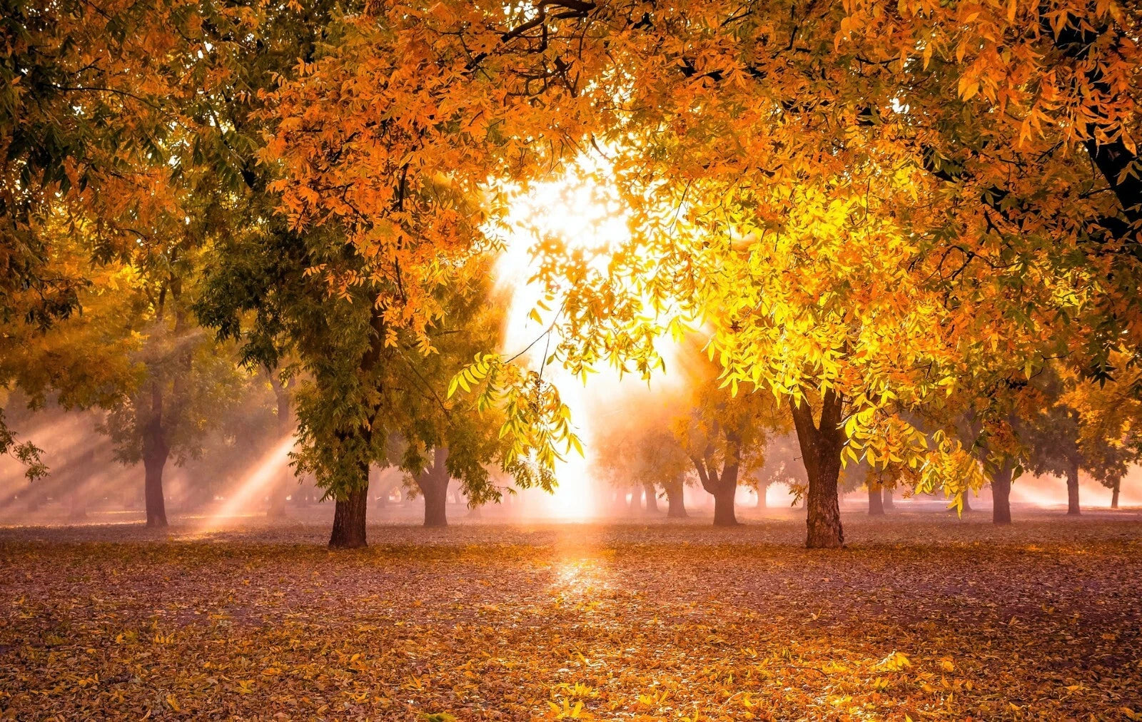 Autumn scene with pecan trees and sunlit fog in a park