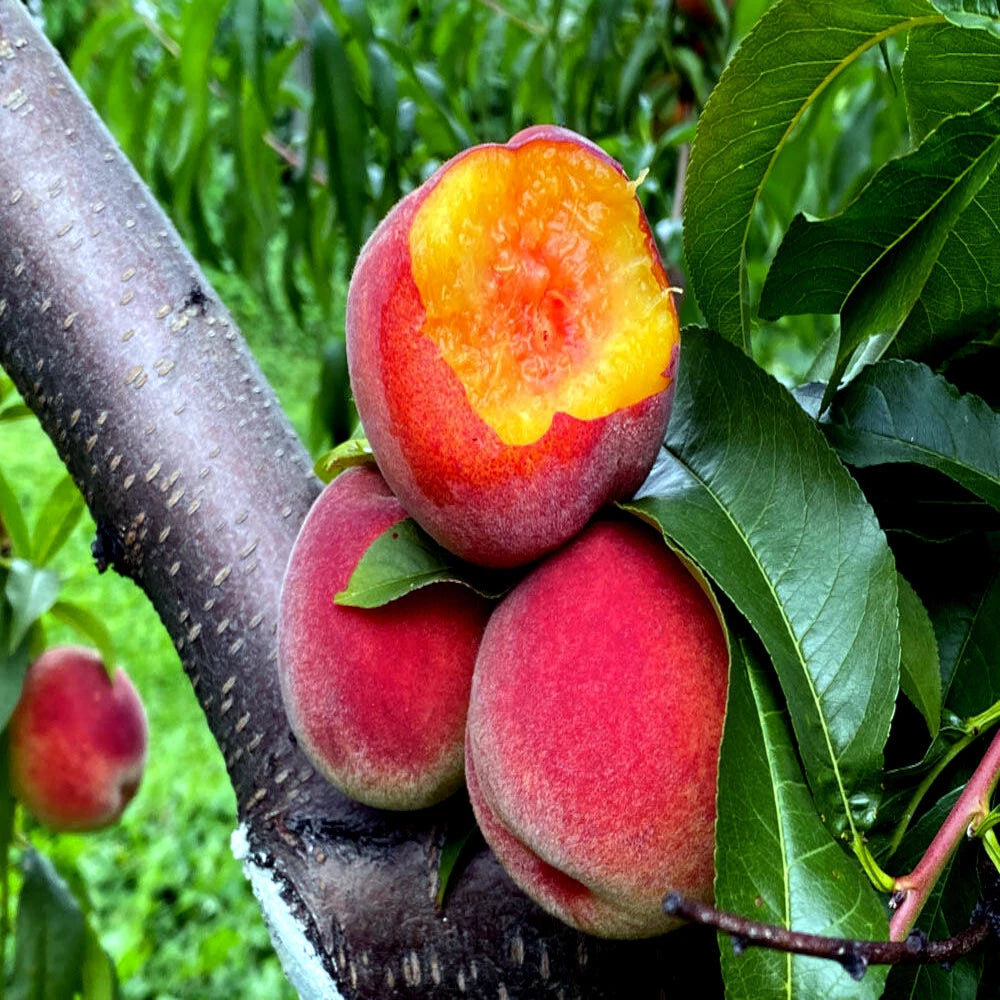 Peach Tree Seeds Dwarf Loring NEMAGUARD (Prunus persica) Fast Hardy Fruit Plant