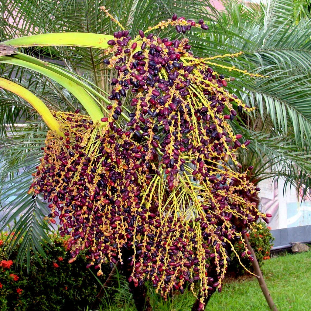 Pygmy Date Palm tree with clusters of purple date fruits in a garden setting