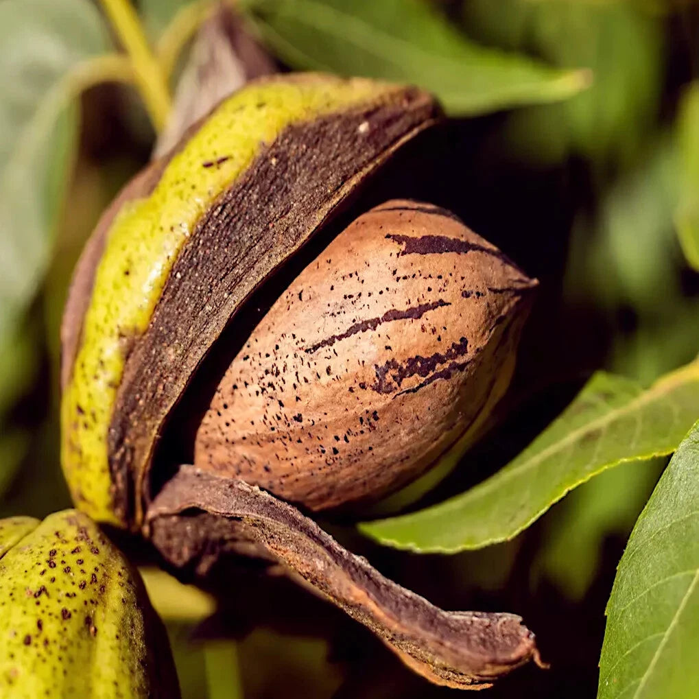 Close-up of a pecan nut with green leaves
