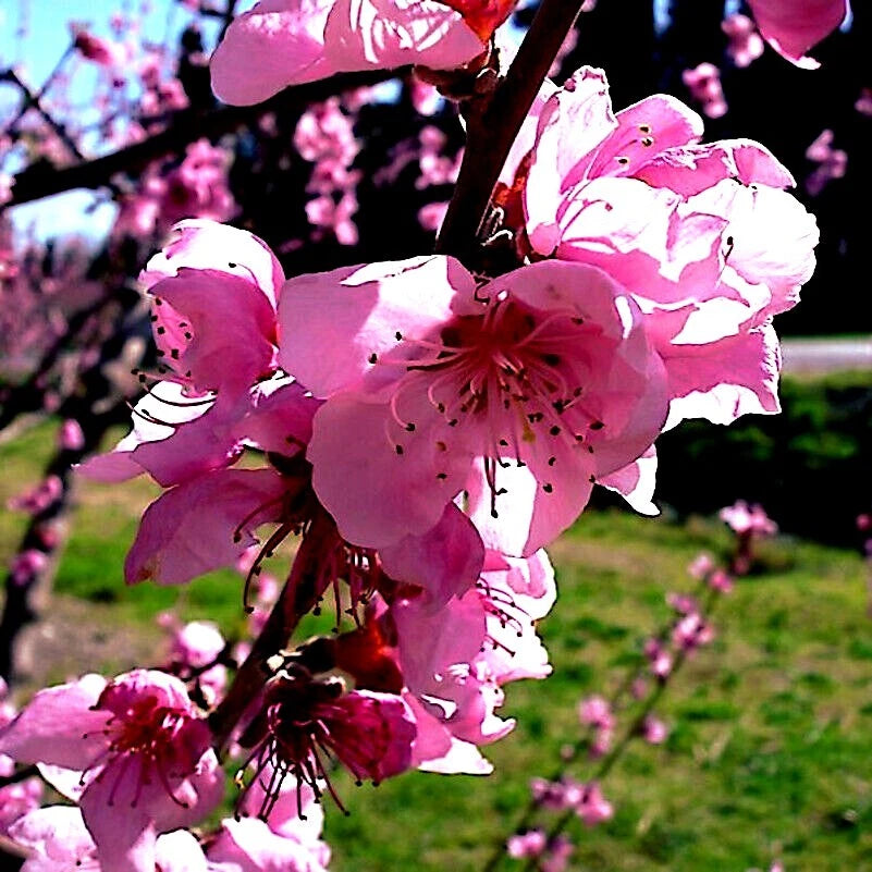 Peach Tree Seeds Dwarf Loring NEMAGUARD (Prunus persica) Fast Hardy Fruit Plant