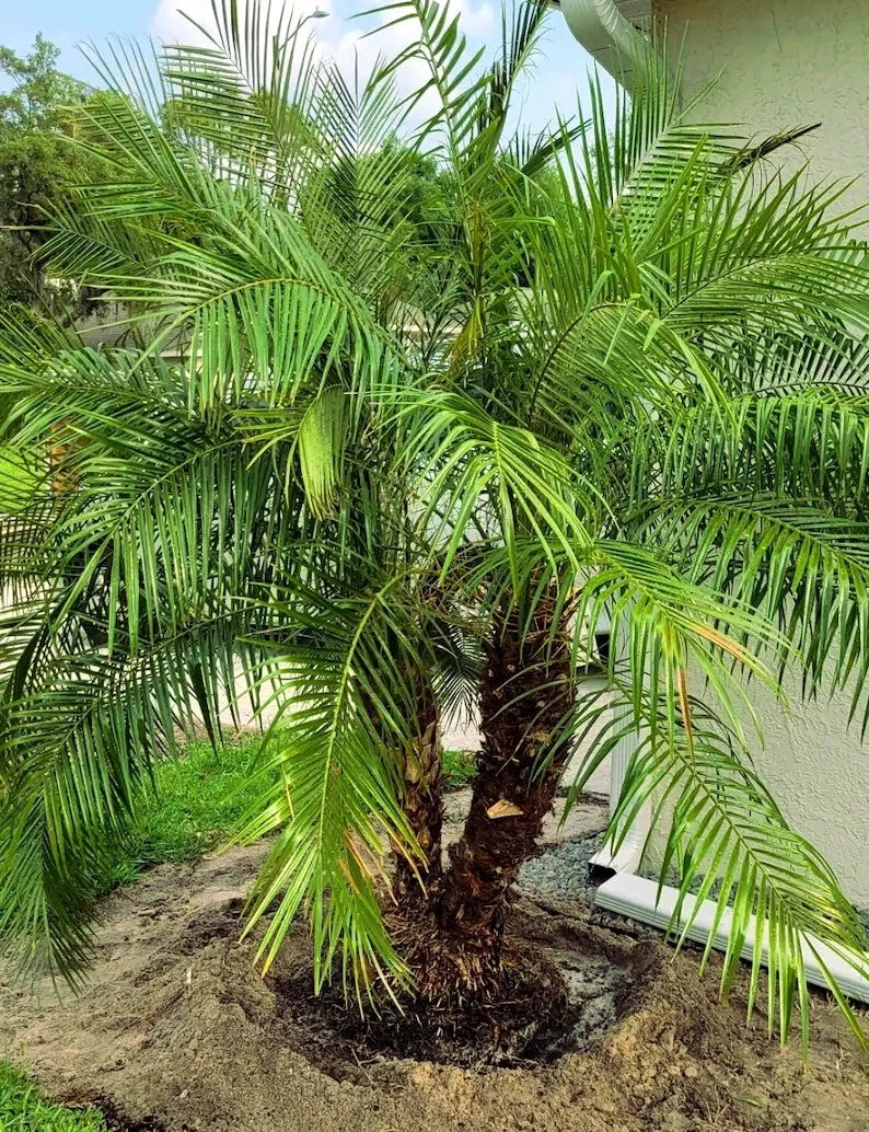 Pygmy Dwarf date Palm tree in a pot with a white wall and greenery in the background