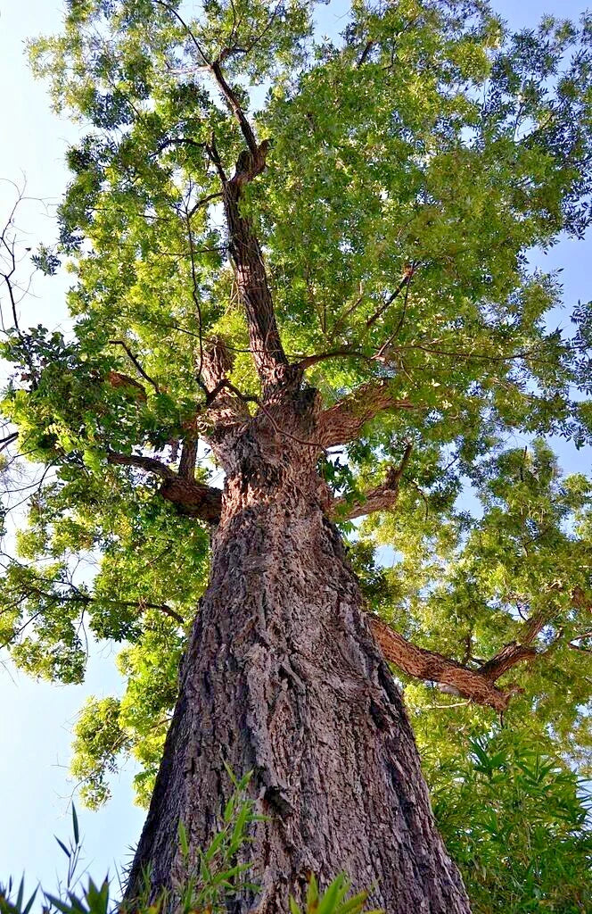 Tall pecan tree with a thick trunk and branches against a blue sky
