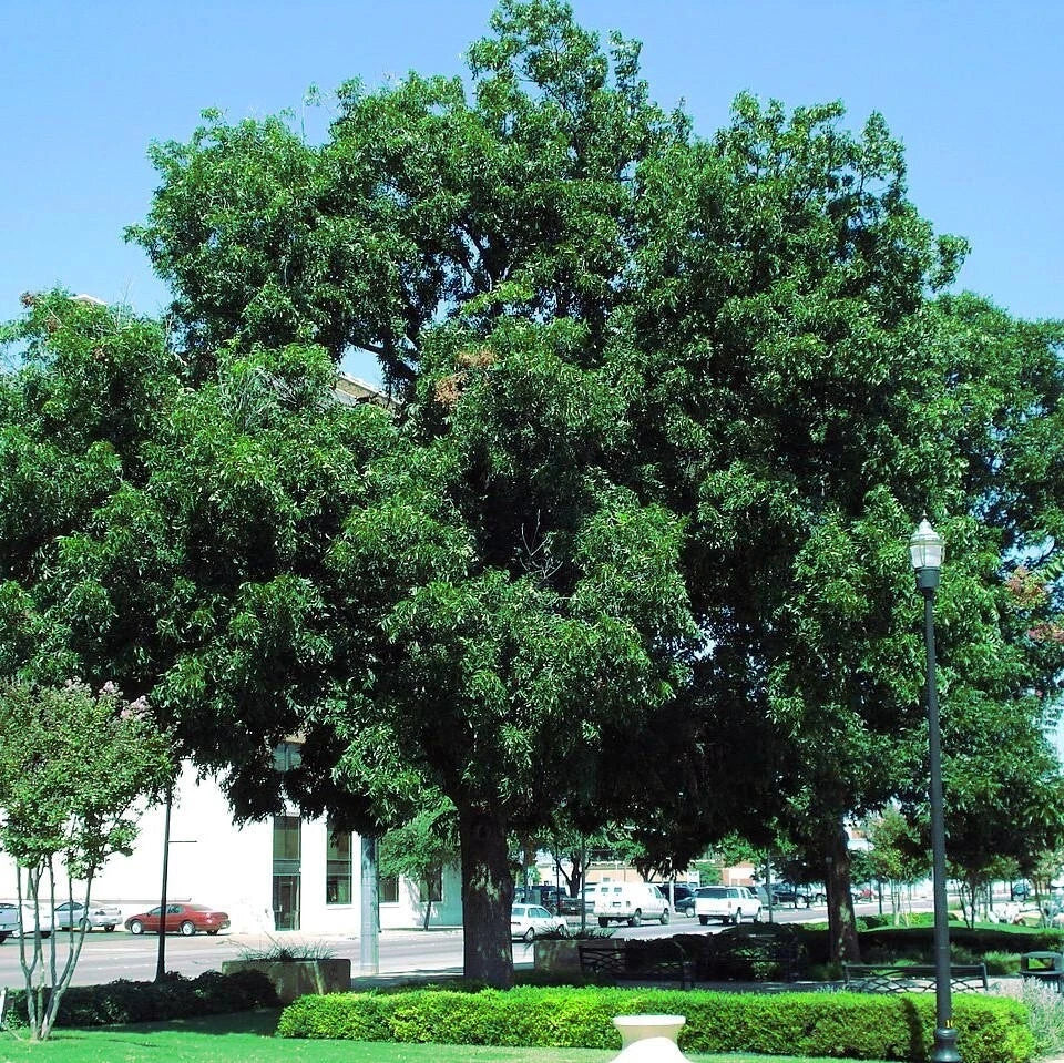 Large pecan tree in a park with a clear blue sky