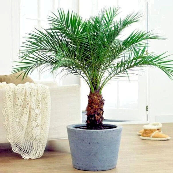 Potted dwarf pygmy date palm plant on a wooden floor with a white couch and window in the background