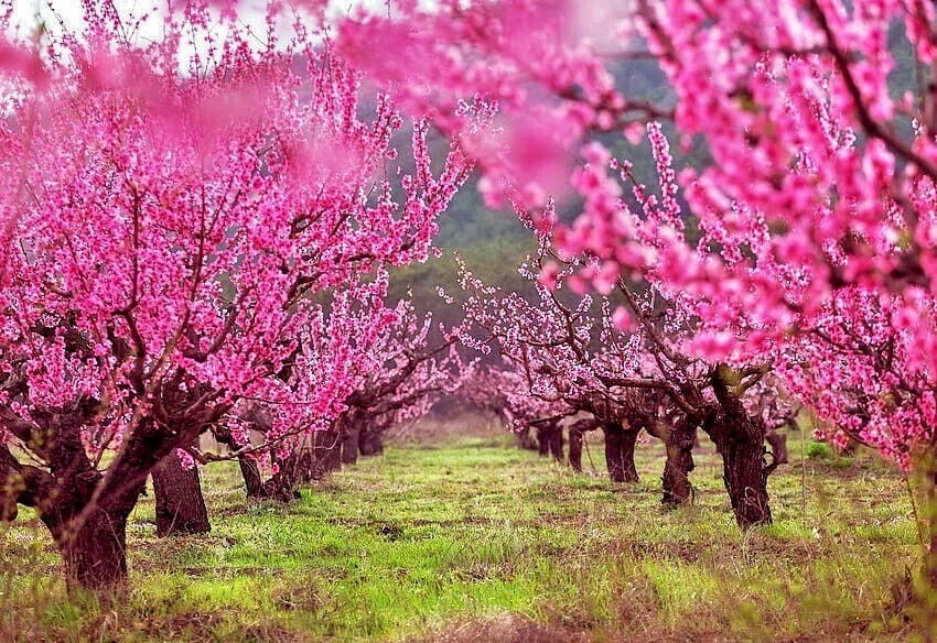 Peach Tree Seeds Dwarf Loring NEMAGUARD (Prunus persica) Fast Hardy Fruit Plant