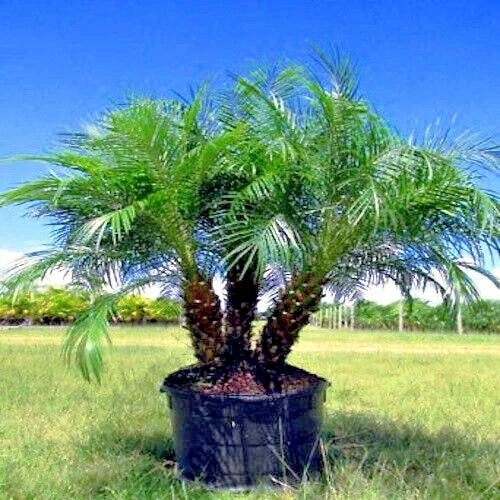 Potted container Pygmy date palm tree on grass with a clear blue sky