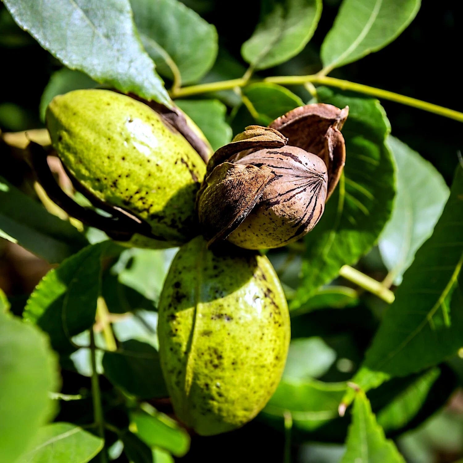 Green and brown pecan nuts on a tree branch with leaves.