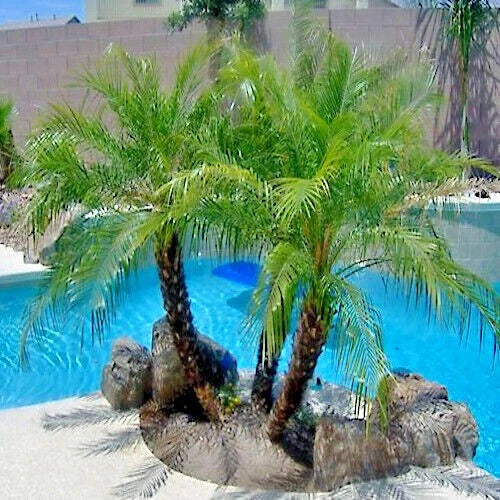Three Dwarf Pygmy Date palm trees on rocks by a pool with a stone wall in the background