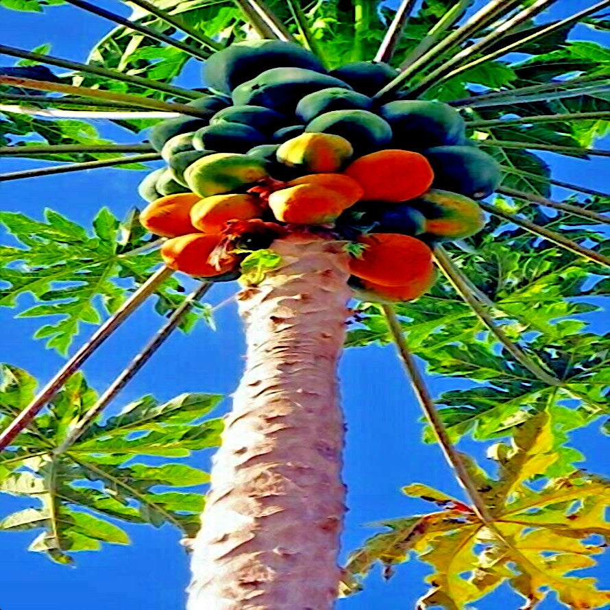 Caribbean “Red Lady” Carica Papaya Seeds – Large Melon Fruit Tree, Indoor Plant