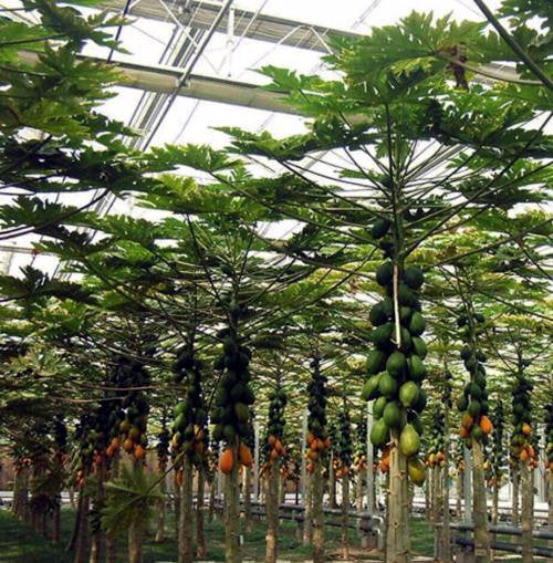 Caribbean “Red Lady” Carica Papaya Seeds – Large Melon Fruit Tree, Indoor Plant