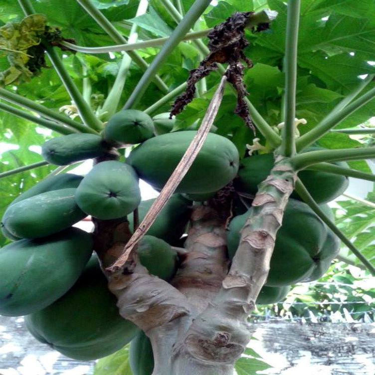 Caribbean “Red Lady” Carica Papaya Seeds – Large Melon Fruit Tree, Indoor Plant