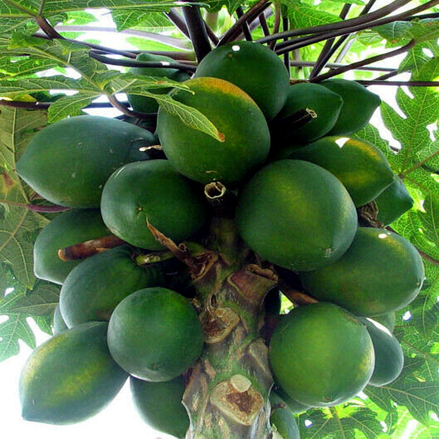 Caribbean “Red Lady” Carica Papaya Seeds – Large Melon Fruit Tree, Indoor Plant