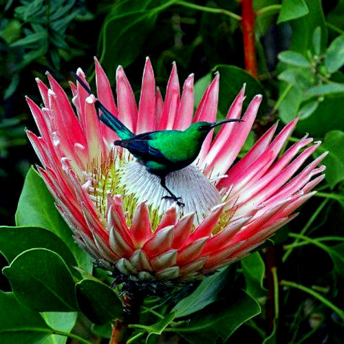 KING PROTEA CYNAROIDES SEEDS - GIANT 12" FLOWERS - Rare Exotic Garden Plant