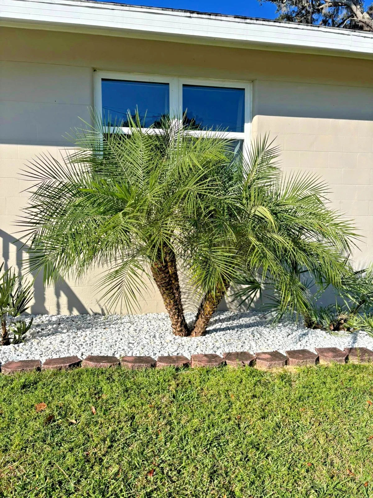 Pygmy Dwarf Date Palm tree in a garden with a house in the background