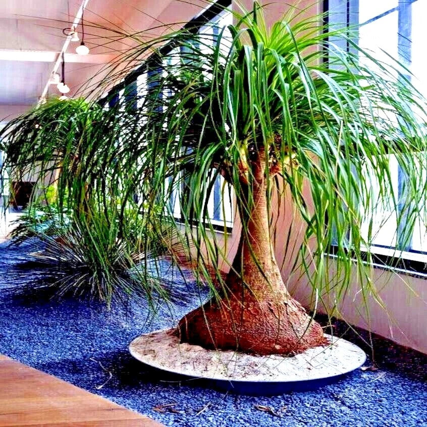 Ponytail Palm Tree Seeds (Beaucarnea recurvata) Elephant Foot Indoor House Plant