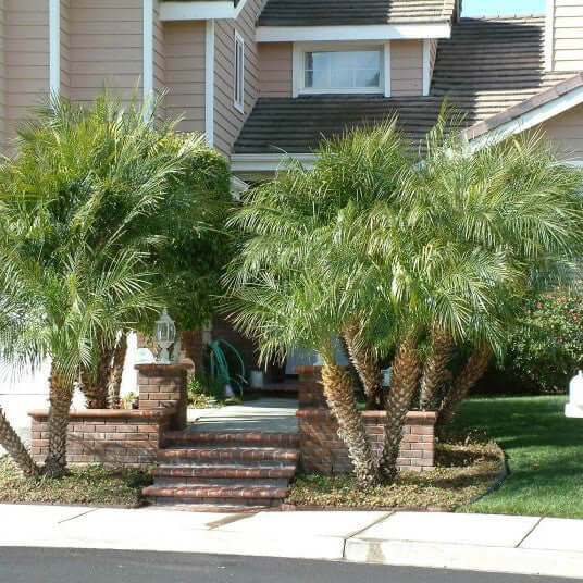 Pygmy Date Palm trees in front of a house with a driveway and steps leading up to it.