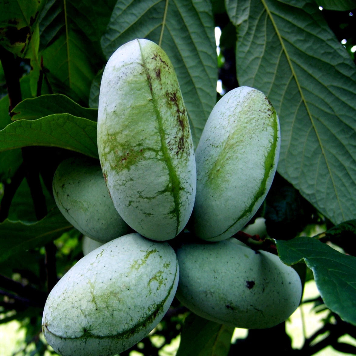 Green pawpaw (Asimina triloba) fruits hanging from a tree with leaves.