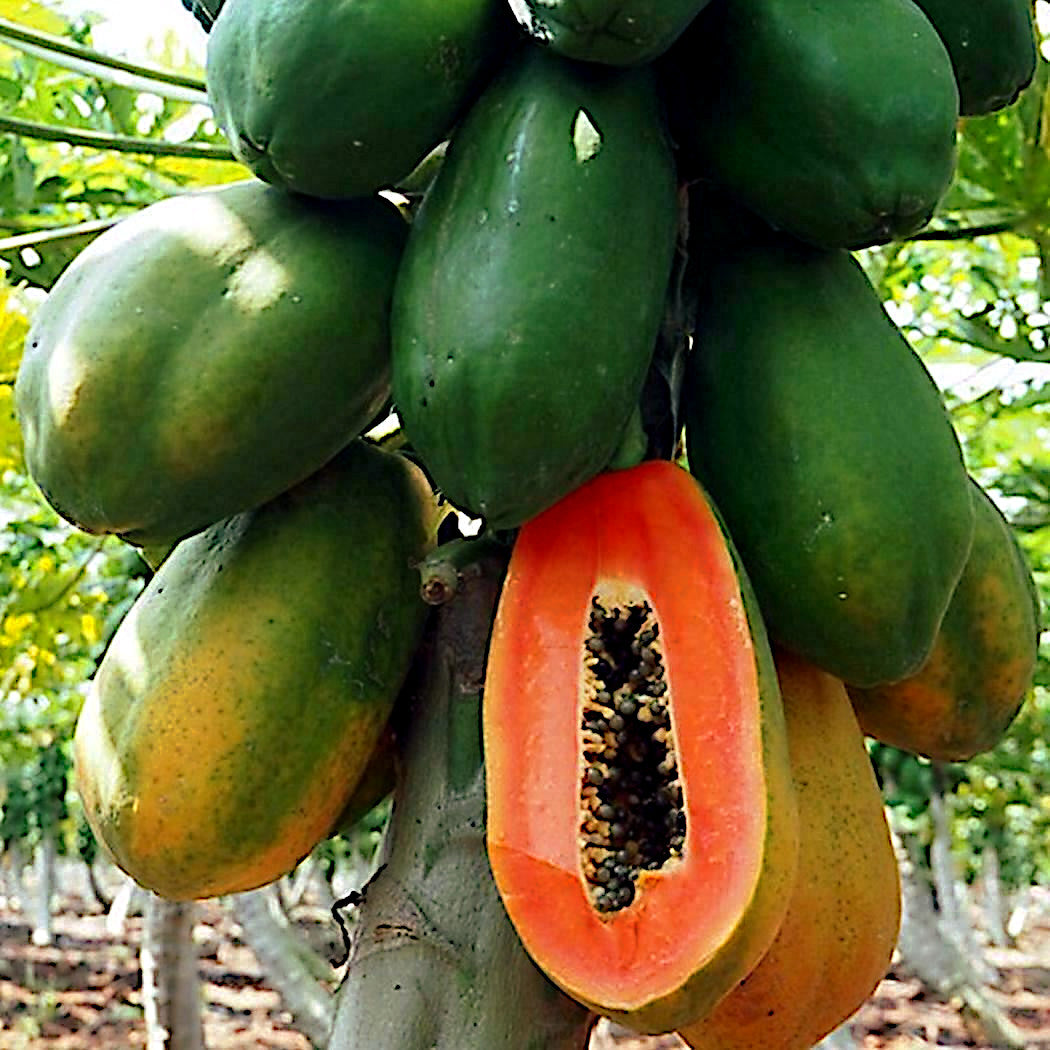 Caribbean “Red Lady” Carica Papaya Seeds – Large Melon Fruit Tree, Indoor Plant