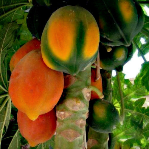 Caribbean “Red Lady” Carica Papaya Seeds – Large Melon Fruit Tree, Indoor Plant
