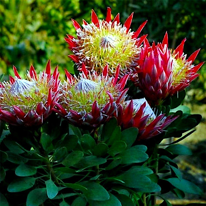 KING PROTEA CYNAROIDES SEEDS - GIANT 12" FLOWERS - Rare Exotic Garden Plant
