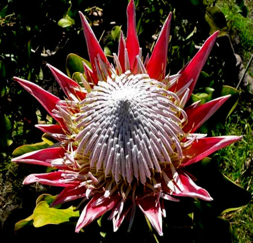 KING PROTEA CYNAROIDES SEEDS - GIANT 12" FLOWERS - Rare Exotic Garden Plant