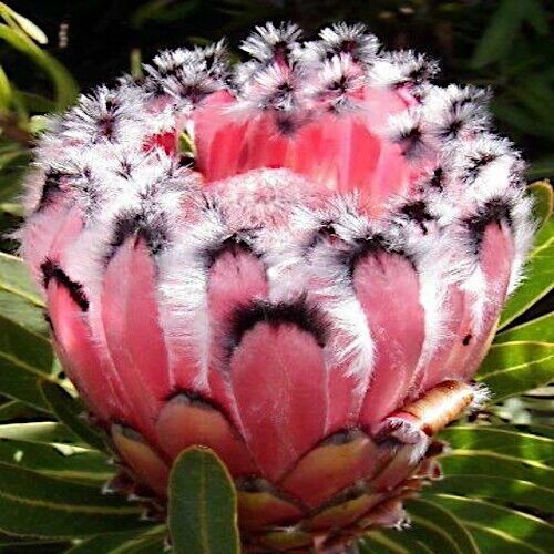 Queen (Protea magnifica) Seeds Rare South African "Woolly Beard" Flower