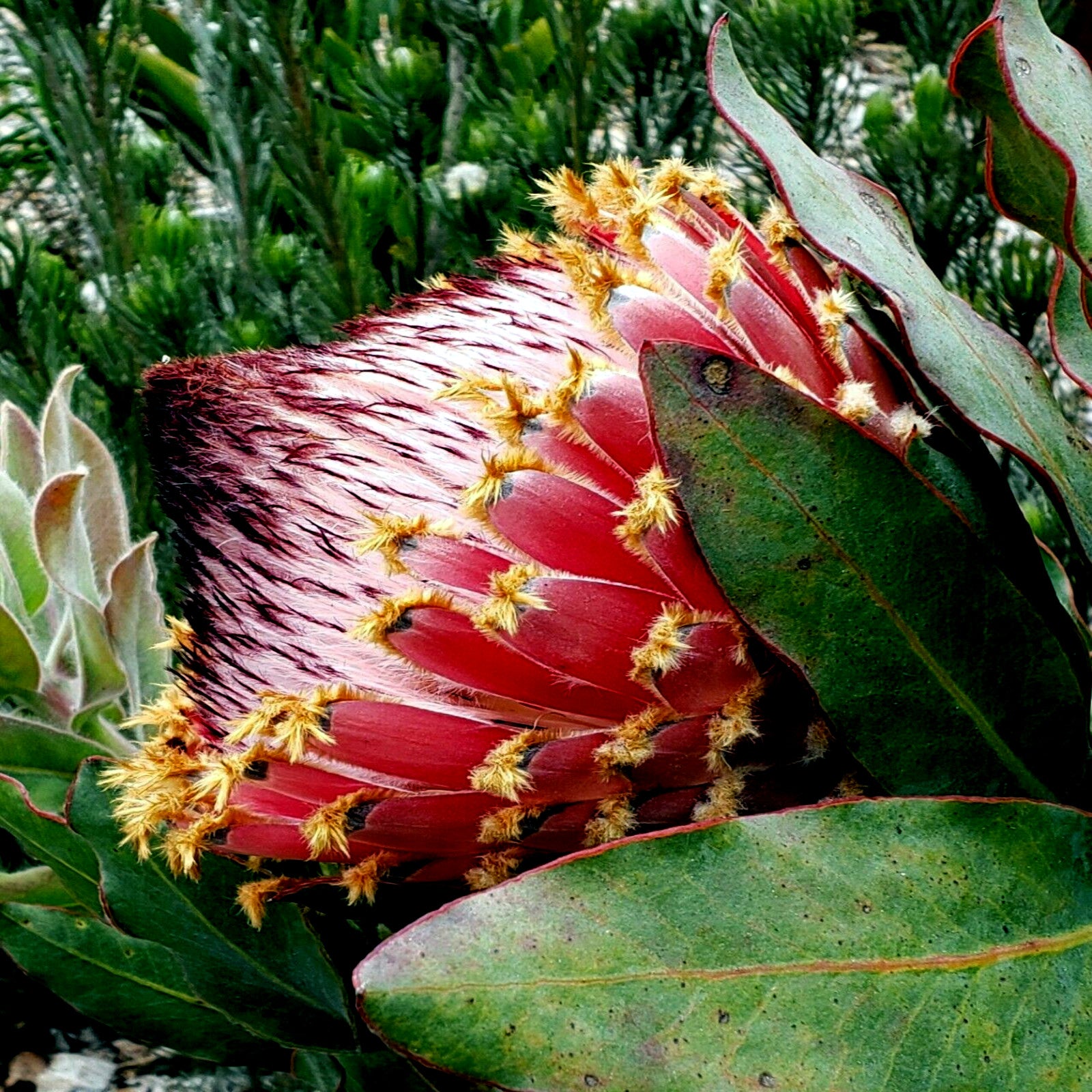 Queen (Protea magnifica) Seeds Rare South African "Woolly Beard" Flower