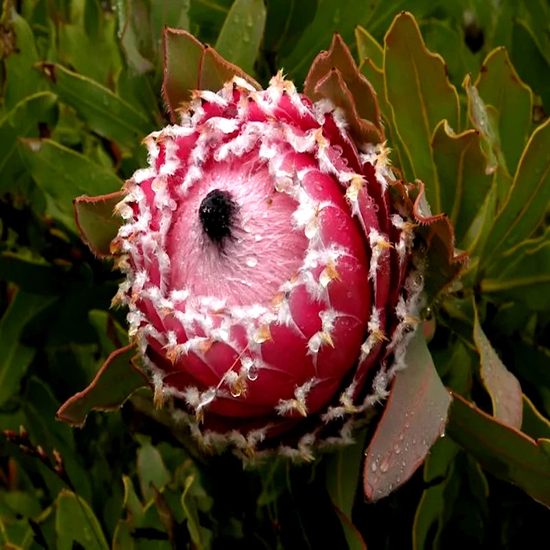 Queen (Protea magnifica) Seeds Rare South African "Woolly Beard" Flower