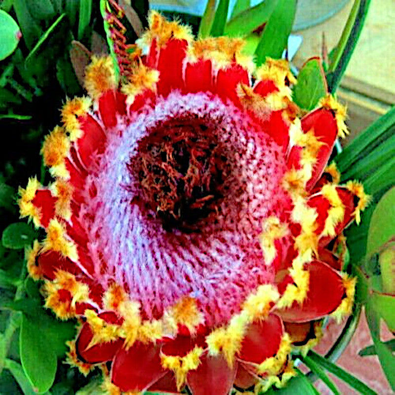 Queen (Protea magnifica) Seeds Rare South African "Woolly Beard" Flower