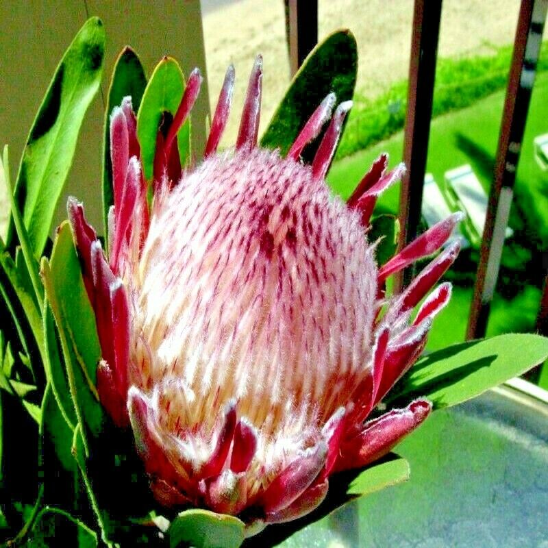 Queen (Protea magnifica) Seeds Rare South African "Woolly Beard" Flower