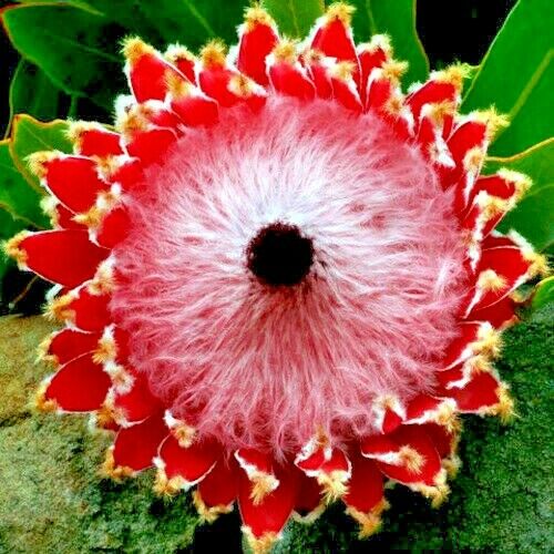 Queen (Protea magnifica) Seeds Rare South African "Woolly Beard" Flower