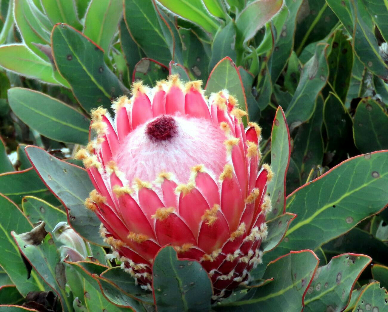 Queen (Protea magnifica) Seeds Rare South African "Woolly Beard" Flower