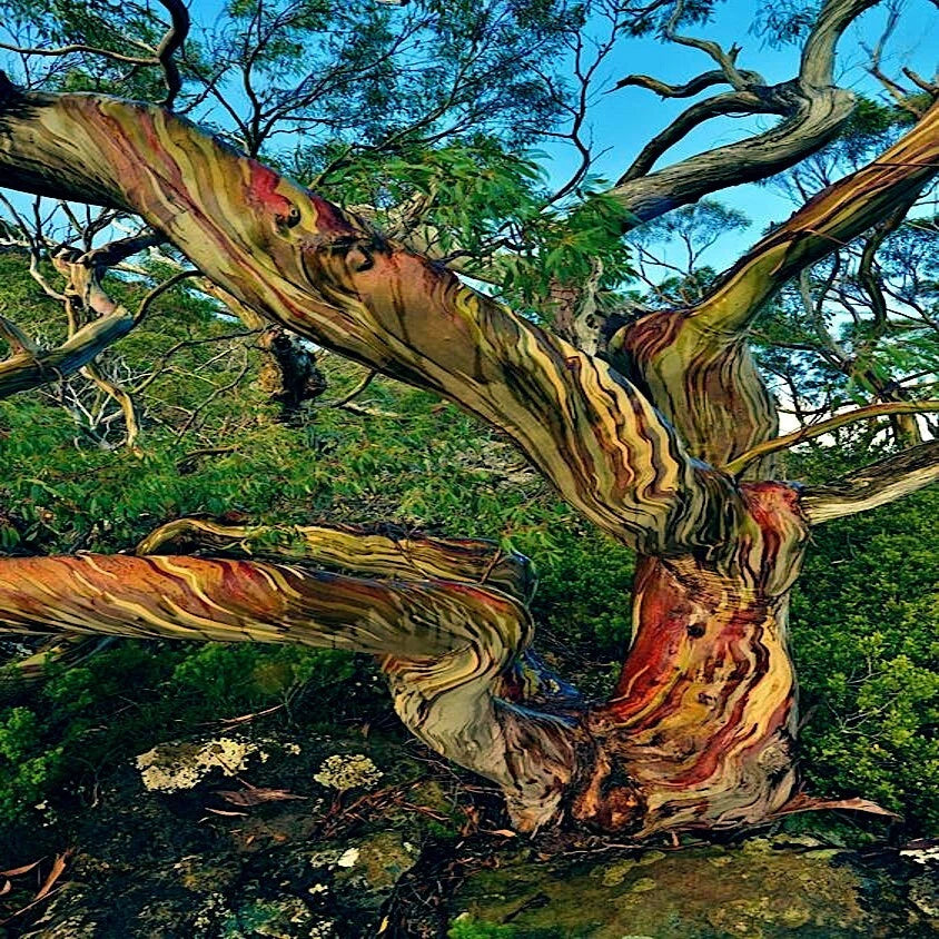 Colorful rainbow tree trunk with a natural background of greenery
