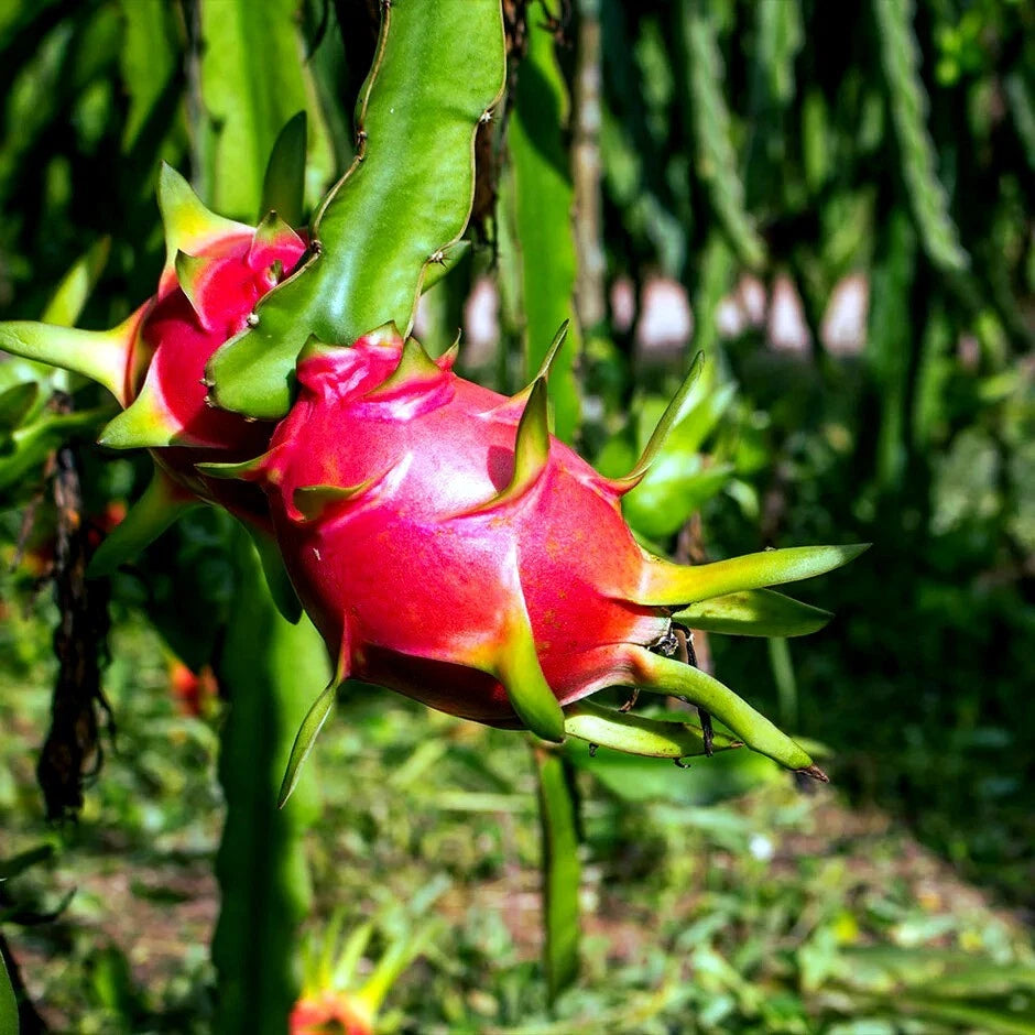 Dragon fruit hanging from a plant with green leaves.