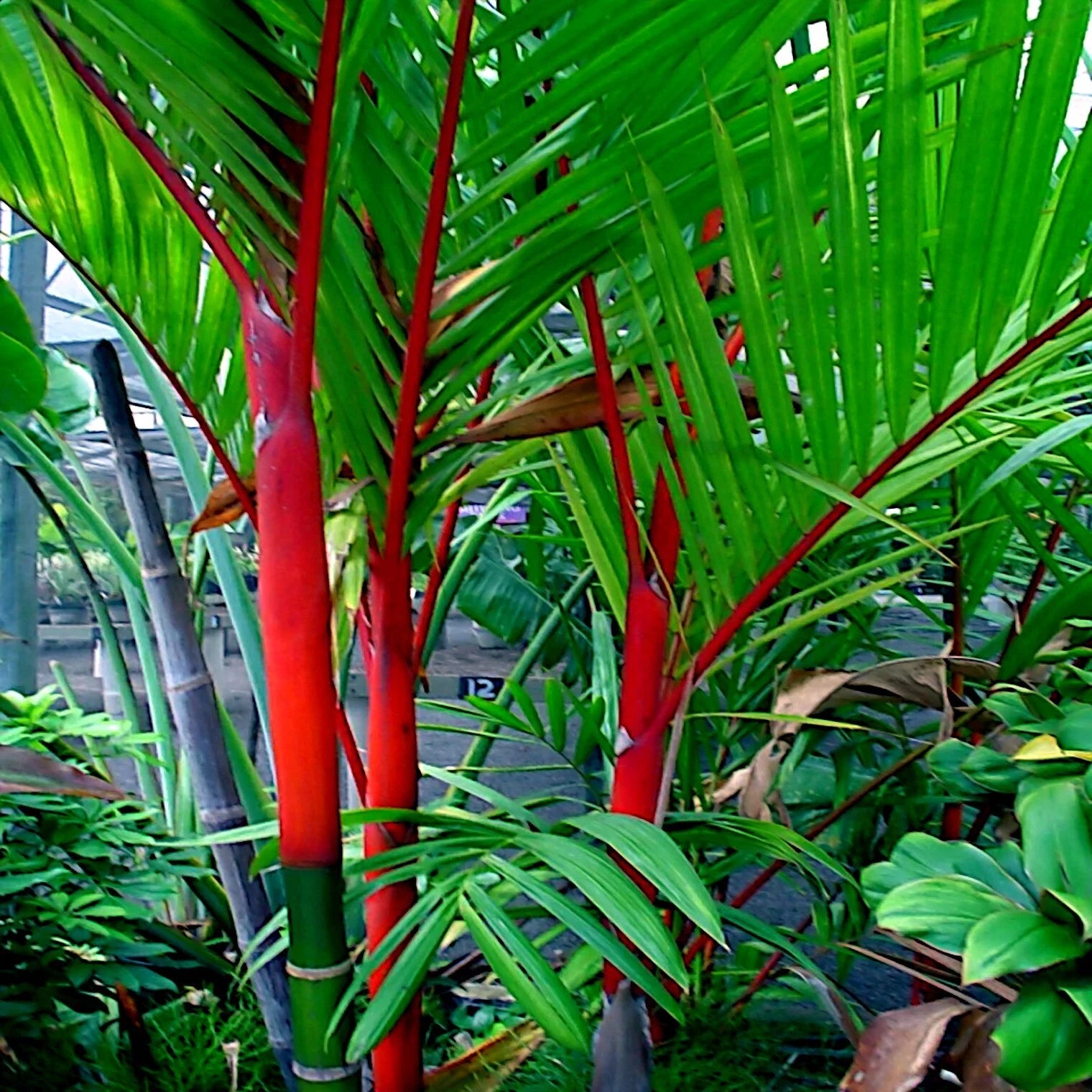Tropical red wax palm tree plant with red stalks and green leaves in a natural setting