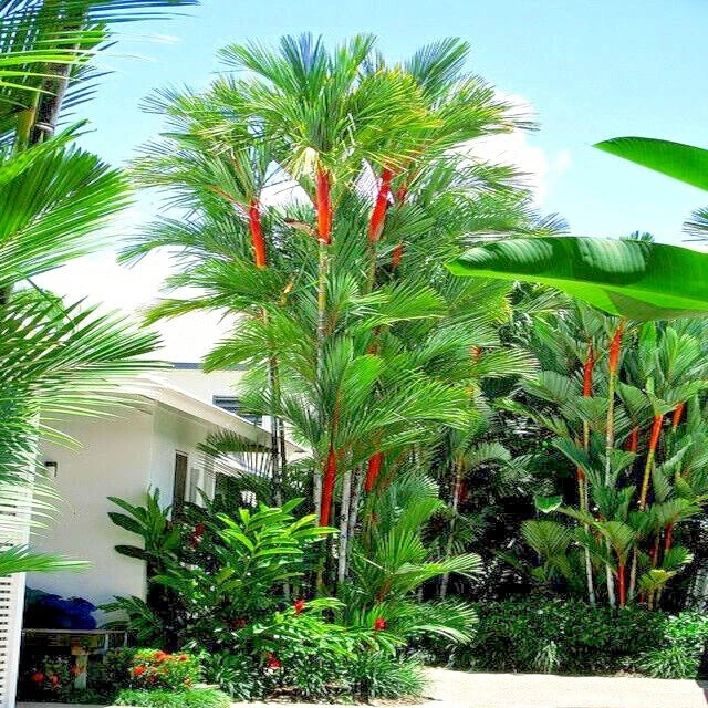 Tropical garden landscape with red wax palm trees and a building in the background