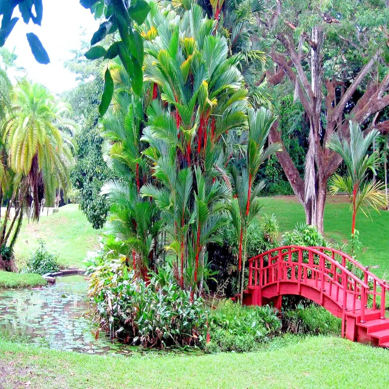 Red Sealing Wax “Lipstick” Palm Seeds – Cyrtostachys renda, Tropical Houseplant