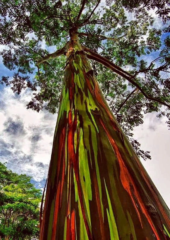 Colorful rainbow tree with a patterned trunk against a blue sky with clouds