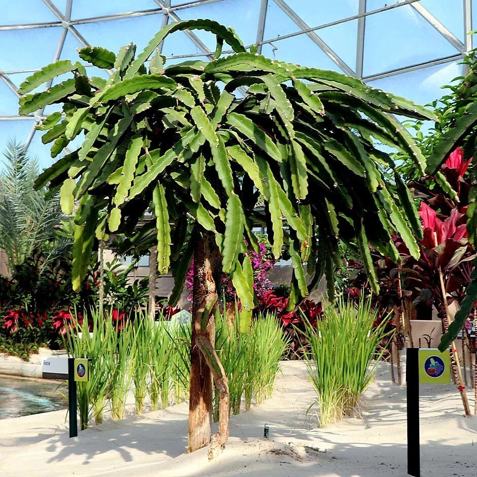 Dragon fruit plant in a greenhouse setting with other plants and a pool in the background.