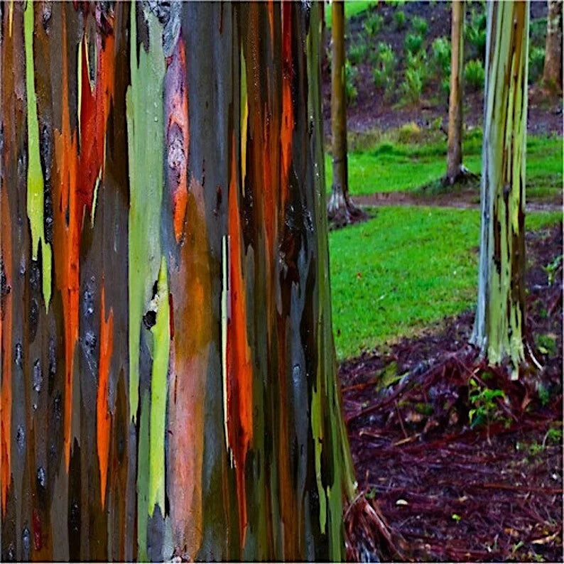 Colorful rainbow tree bark with a natural background of grass and soil