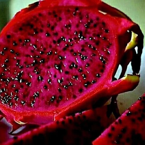 Close-up of a sliced red dragon fruit (Hylocereus costaricensis) with bright pink flesh and black seeds.